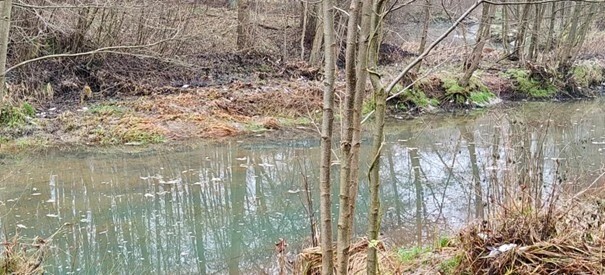 aktualność: KOMUNIKAT BURMISTRZA KORONOWA - ŚNIĘTE RYBY W BRDZIE